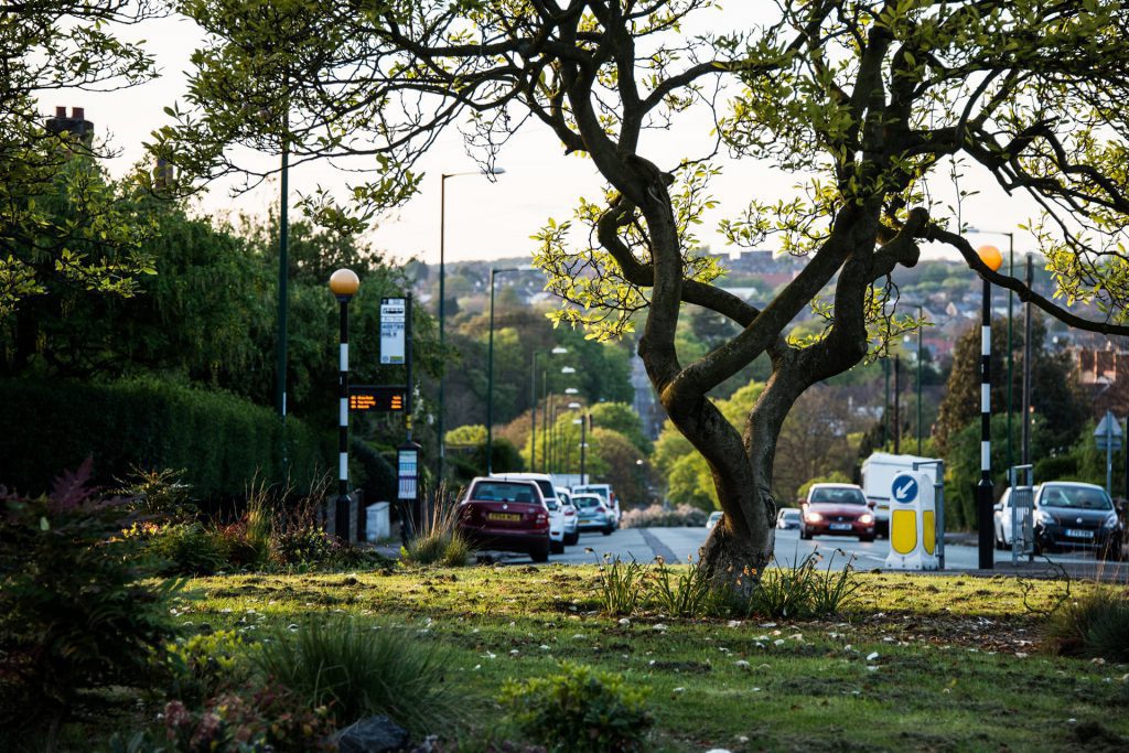 trees next to a road